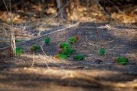 Agapornis ruzovohlavy - Agapornis lilianae - Lilians Lovebird o6181